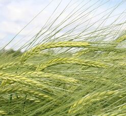 Spring Barley