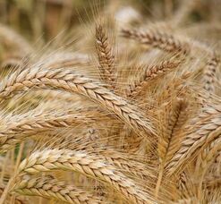 Winter Barley