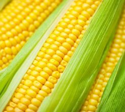 Corn