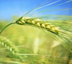 Triticale