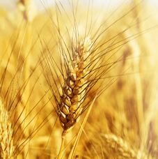 Common Wheat